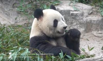 панда, зоопарк, Пекин, 2018